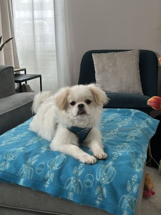 Loui der lustige Pekinese