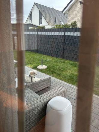 Loui der lustige Pekinese