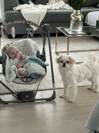 Loui der lustige Pekinese