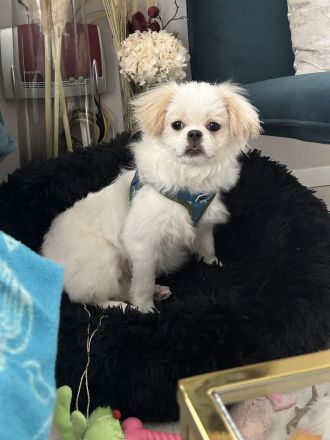 Loui der lustige Pekinese