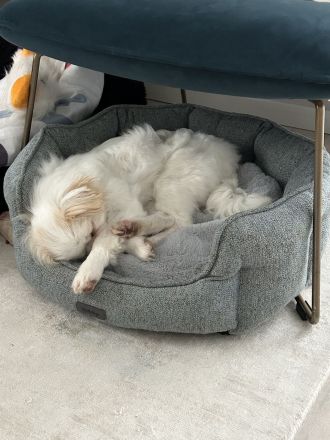 Loui der lustige Pekinese