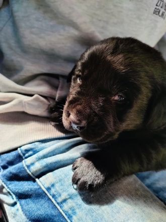 Labrador-Retriever Welpen