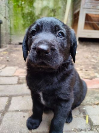 Labrador-Retriever Welpen