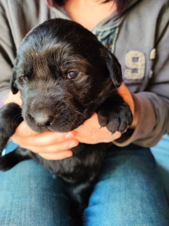 Labrador-Retriever Welpen