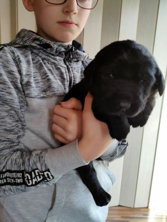 Labrador-Retriever Welpen