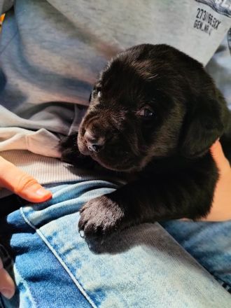 Labrador-Retriever Welpen