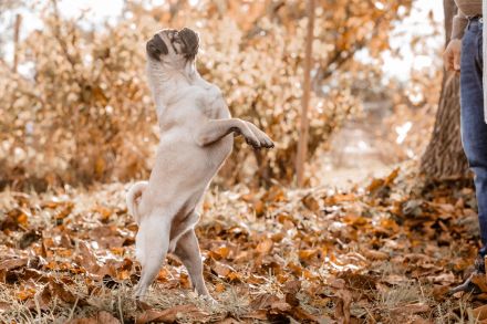 Maybecks Aktiv Mops Naturpark Bergisches Land
