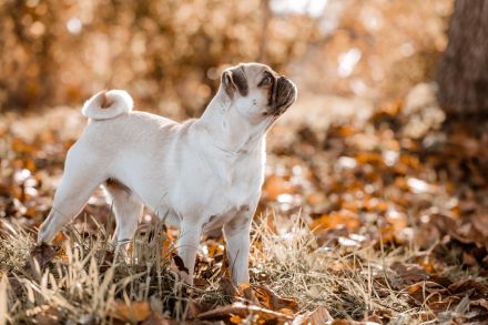 Maybecks Aktiv Mops Naturpark Bergisches Land