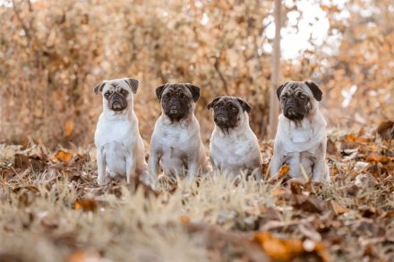 Maybecks Aktiv Mops Naturpark Bergisches Land