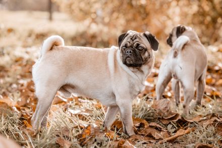 Maybecks Aktiv Mops Naturpark Bergisches Land