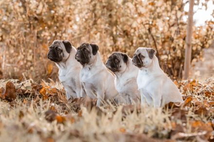 Maybecks Aktiv Mops Naturpark Bergisches Land