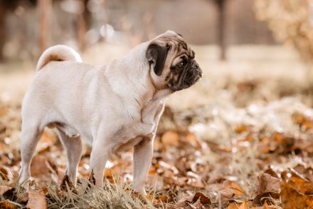 Maybecks Aktiv Mops Naturpark Bergisches Land