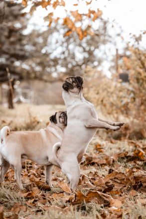 Maybecks Aktiv Mops Naturpark Bergisches Land