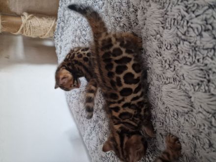 Bengalkitten in liebevolle Hände abzugeben.