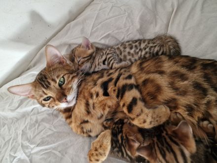 Bengalkitten in liebevolle Hände abzugeben.