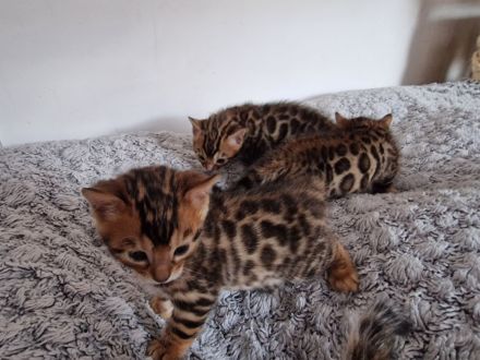 Bengalkitten in liebevolle Hände abzugeben.