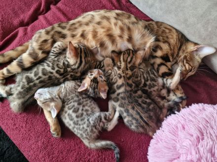 Bengalkitten in liebevolle Hände abzugeben.