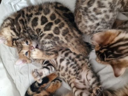Bengalkitten in liebevolle Hände abzugeben.