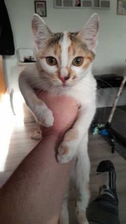 2 Katzen Europäisch Kurzhaar