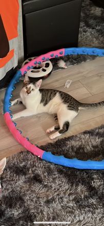 2 Katzen Europäisch Kurzhaar