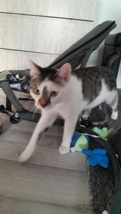 2 Katzen Europäisch Kurzhaar