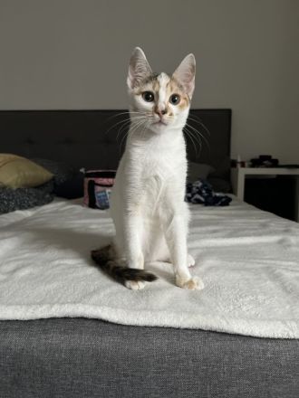 2 Katzen Europäisch Kurzhaar