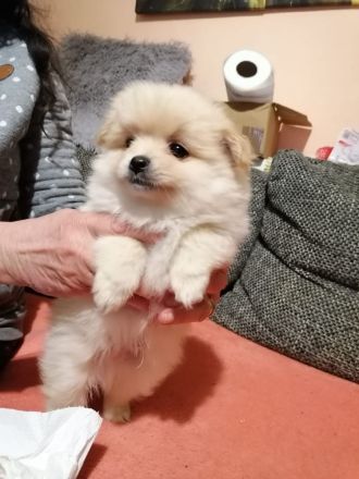 Kleines pomeranien baby