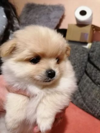Kleines pomeranien baby