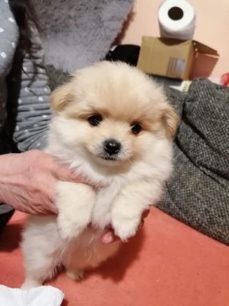 Kleines pomeranien baby