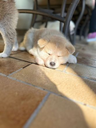 Akita Inu Welpen