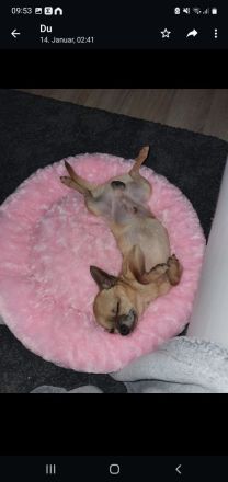 Mini Chihuahua sucht bestes Zuhause