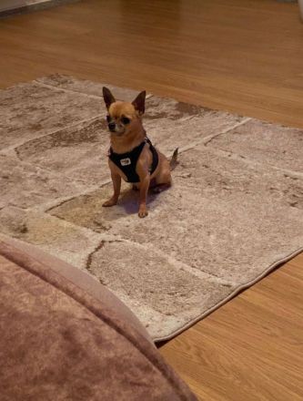 Mini Chihuahua sucht bestes Zuhause