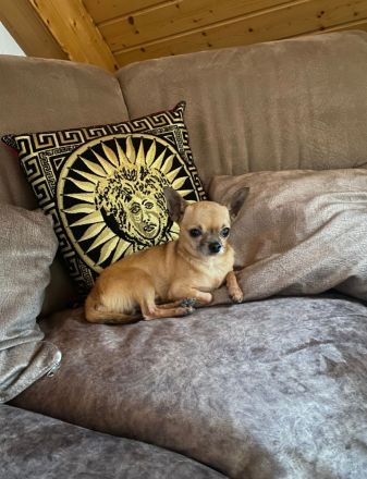 Mini Chihuahua sucht bestes Zuhause