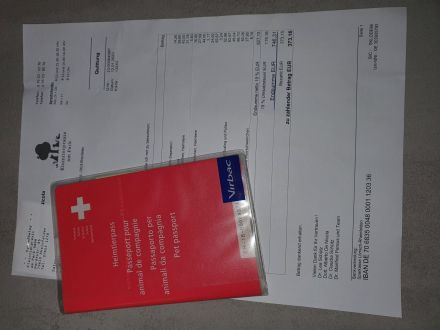 Mini Chihuahua sucht bestes Zuhause