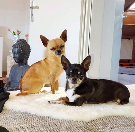 Mini Chihuahua sucht bestes Zuhause