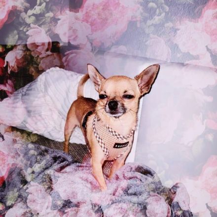 Mini Chihuahua sucht bestes Zuhause