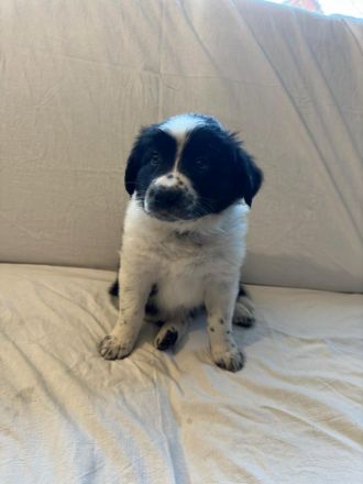 Australian Shepherd Mix Welpen