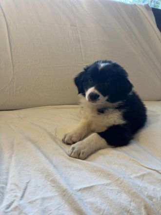 Australian Shepherd Mix Welpen