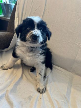 Australian Shepherd Mix Welpen