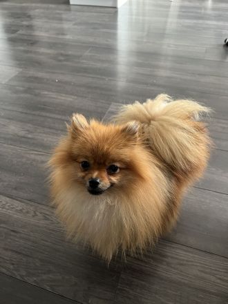 Pomeranian