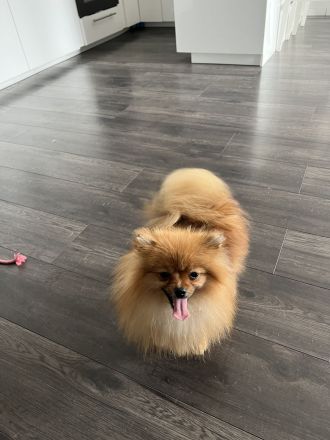 Pomeranian