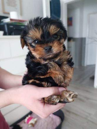 Yorkshire Terrier
