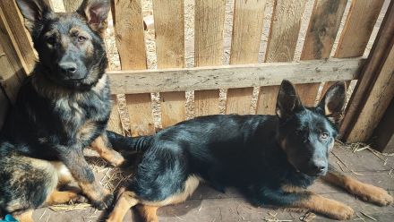 Letzte 2 Hündin Deutscher Schäferhund