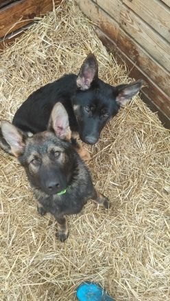 Letzte 2 Hündin Deutscher Schäferhund