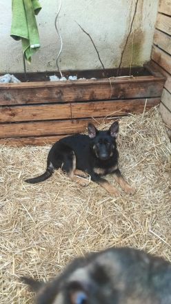 Letzte 2 Hündin Deutscher Schäferhund