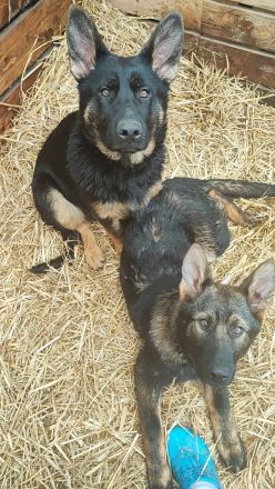 Letzte 2 Hündin Deutscher Schäferhund