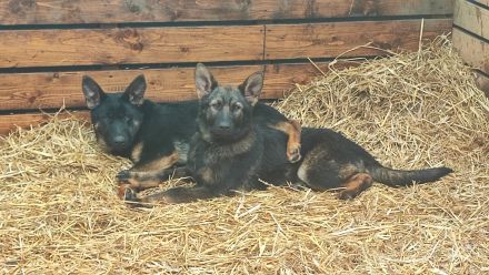 Letzte 2 Hündin Deutscher Schäferhund