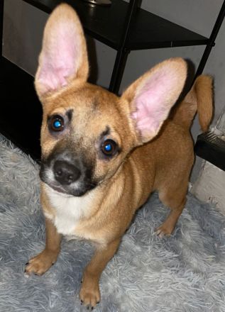 Spitzbullis suchen neues Zuhause