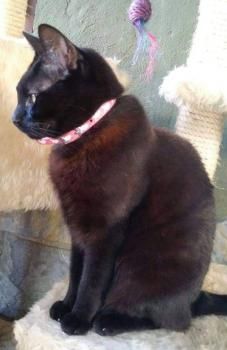 Flika und Rina, Lackfellchen