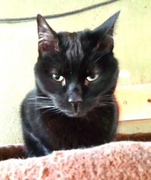 Flika und Rina, Lackfellchen